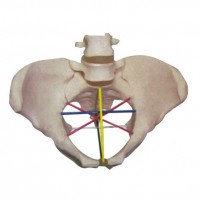 骨盆測量示教模型